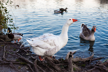 Patos nadando en el agua
