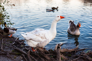 Patos nadando en el agua