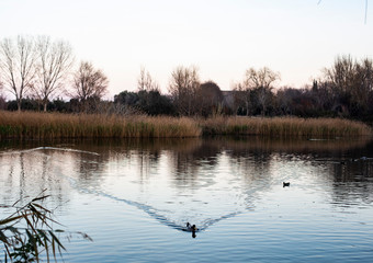 Patos nadando en el agua