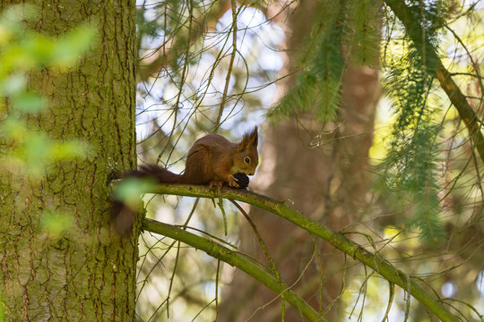 squirrel on a tree branch holding a nut