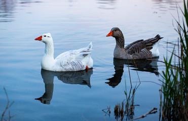 Patos nadando en el agua