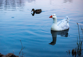 Patos nadando en el agua