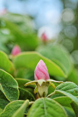 Beautiful quince bud and flower in spring