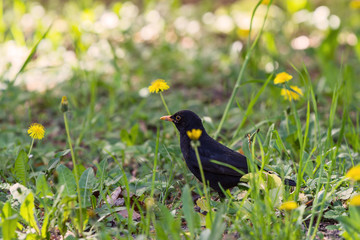 thrush sitting in green grass