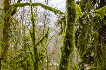 Fototapeta premium Winter boxwood forest in Abkhazia, Georgia