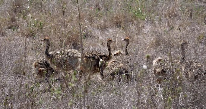 Ostrich, struthio camelus, Chicks walking through Savannah, Nairobi National Park in Kenya, Real Time 4K