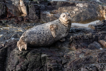 Harbor Seal On Rock
