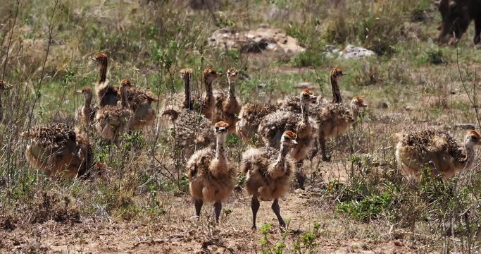 Ostrich, struthio camelus, Chicks walking through Savannah, Nairobi National Park in Kenya, Real Time 4K