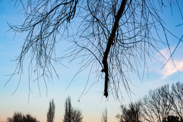 Precioso atardecer en el parque