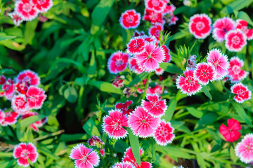 Beautiful Background of blooming Snowfire, China Doll, China Pink flower, pink Dianthus flowers (Dianthus chinensis) or Rainbow Pink flower in natural field on the sunny day.