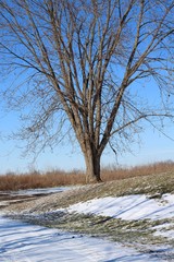 The bare tree in the snowy landscape on a sunny day.