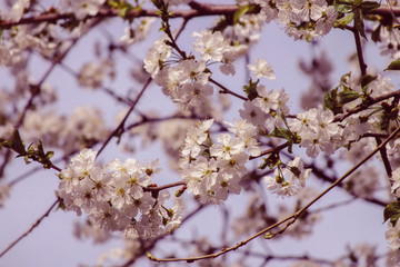 Beautiful Cherry Flowers. Spring Bloom.