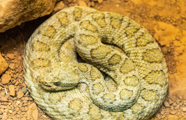 Midget Faded Rattlesnake