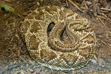 South American Rattlesnake