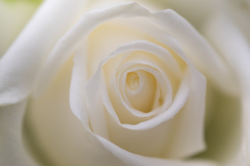 Close up of white rose in a garden. Love, Valentine, Nature background and wallpaper concept.