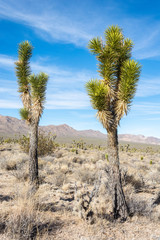 Fototapeta na wymiar Joshua trees (Yucca brevifolia) in the Mojave Desert