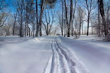 Obraz premium Winter snow city park alley landscape. Sunset winter forest park alley in Saint Petersburg, Russia. Winter sunset city park alley snow scene. Russian winter snow city park in Saint Petersburg