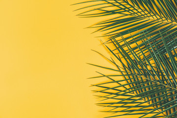 Summer composition. Tropical palm leaf on yellow background. Summer concept. Flat lay, top view, copy space