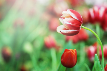 Soft light spring flowers, Red tulip flowers background, Selective focus.