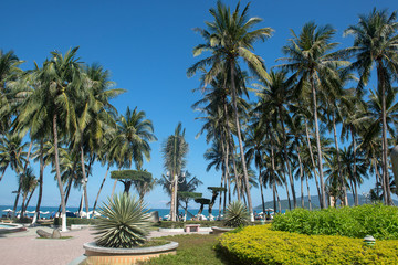 Fototapeta na wymiar Beach and palm trees of Nha Trang city, Vietnam 