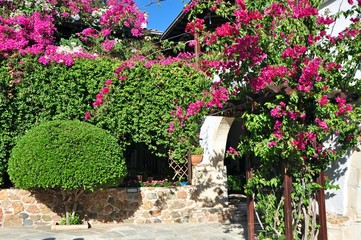 Naklejka premium Fowering the garden