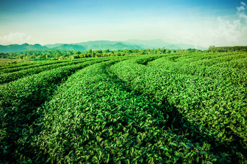 Fototapeta na wymiar Green tea garden landscape sunset hill cultivation