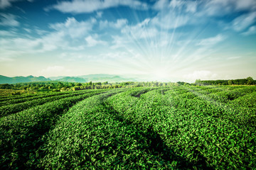 Green tea garden landscape sunset hill cultivation