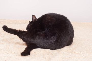 Black cat licks on a beige sofa