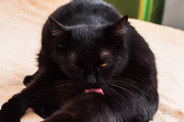 Black cat licks on a beige sofa. Rough pink tongue.