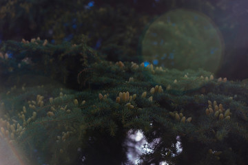 Coniferous tree with many cones