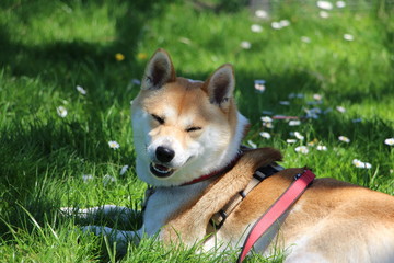 Shiba Inu