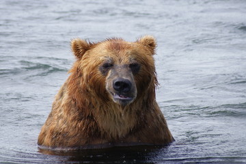 Kamchatka brown bear in the lake