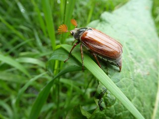 beetle