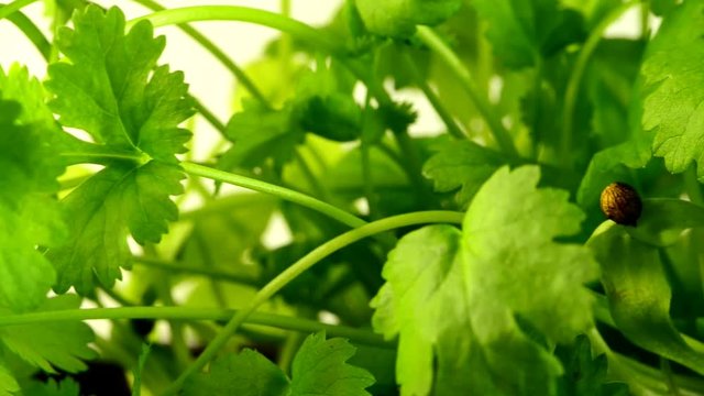 corander fresh herb with camera drive