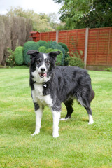 Border Collie