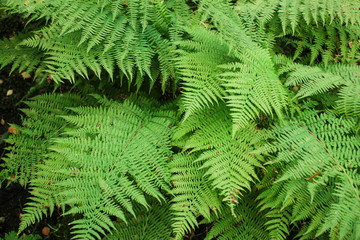 Green bracken plant background, close-up. Great bush of Fern
