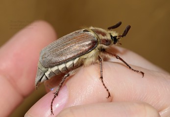 beetle