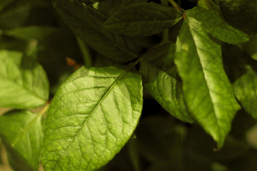 Set of Green rose leaves. Close up photo