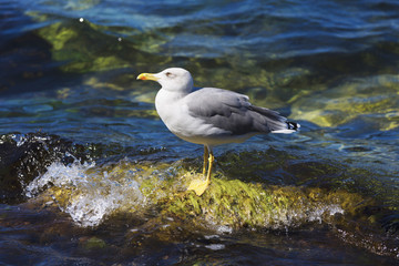 Seagull on a stone on the coastline