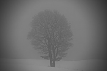 Baum im Nebel und Schnee