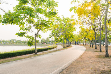 Fototapeta na wymiar Jogging track for exercise at the republic park with beautiful cassaia fistua blooming