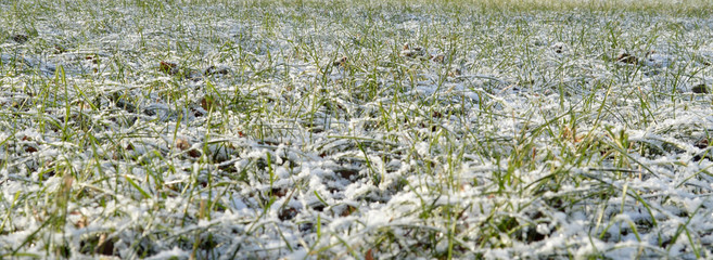  first autumn snow on green grass