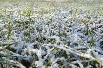  first autumn snow on green grass
