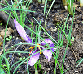 small flower of saffron