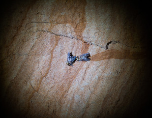 geometrid libatrix