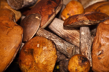 Some fresh aspen natural texture