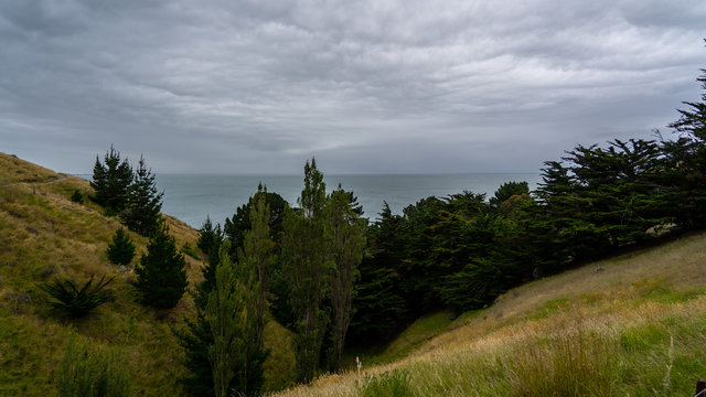 hills and trees in front of the amazing ocean of New Zealand, ocean with trees and gras, New Zealand's amazing nature, nature landscape wallpaper, image of the beautiful nature of New Zealand