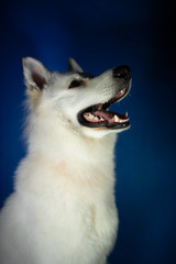 Pies biały dyszy portert - obrazy, fototapety, plakaty