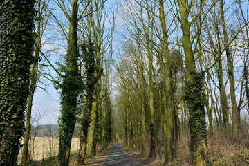 forêt  wallonie