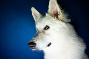 Portret psa na niebieskim tle